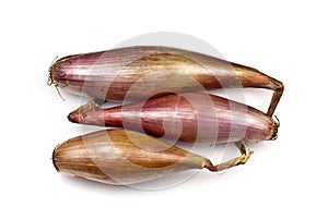 Echalion Onions