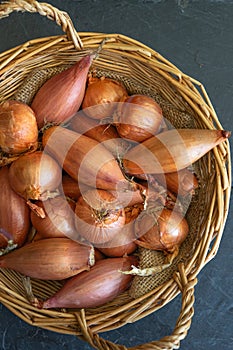 Echalion shallots