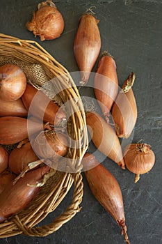 Echalion shallots