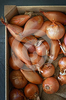 Echalion shallots