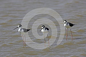 ECHASSE D`AMERIQUE himantopus mexicanus