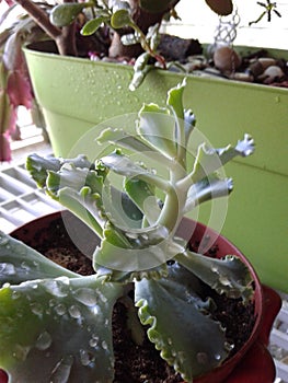 Echevaria leaves with dew drops