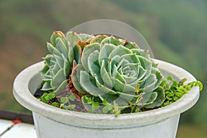 Echevaria succulent plant