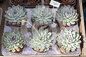 Echeveia Apus in pots for sale. flower shop indoor plants. Non-intrusive succulent photo