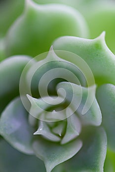 Echeveria