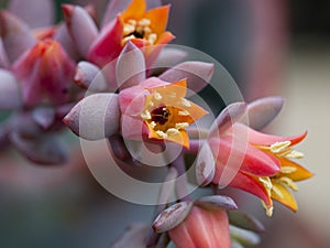 Echeveria 'Afterglow' bloom. photo