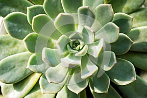 Echeveria agave succulent