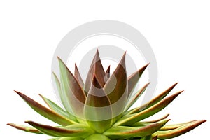 Echeveria Agavoides succulent on white background photo