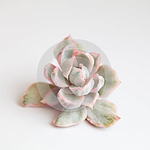 Echeveria Berkeley variegata. Rare rosette flower plant closeup on white background