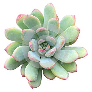 Echeveria Blue Elf Succulent