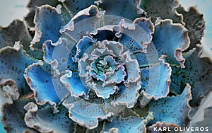 Echeveria Blue Frills Beautiful Succulent Indoor House Plant