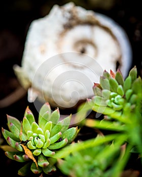Echeveria with blurry snail shell in background