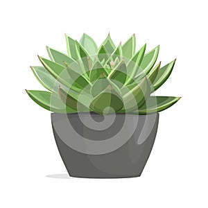 Echeveria cactus succulent plant