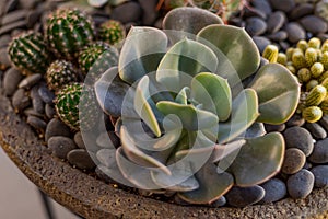 Echeveria Chroma succulent plant red