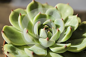 Echeveria Colorata plant in the garden