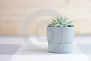 Echeveria colorata, rare succulent plant in a grey pot with geometric lines at the background, minimalism concept photo