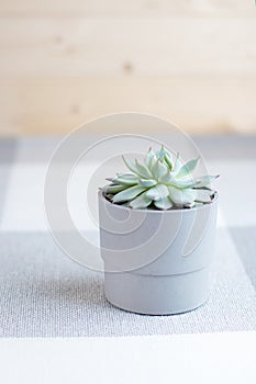 Echeveria colorata, succulent flower, soft colors, minimal style, vertical with copyspace, smartphone background photo