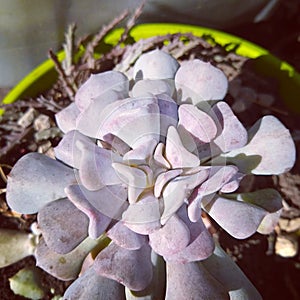 Echeveria Cubic frost simetry purple