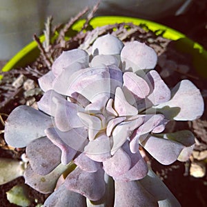 Echeveria Cubic frost simetry purple photo