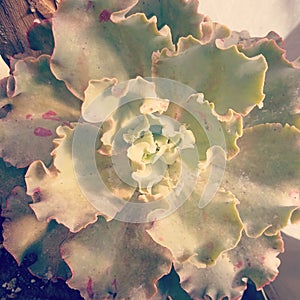 Echeveria Curls un autunm with pink colours in her leaves