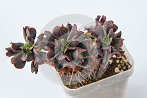 Echeveria Dark Vader plant succulent. Little green flower on white background. photo