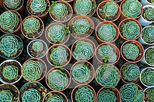 Echeveria desmetiana, succulent plant in the family Crassulaceae. Costa Rica