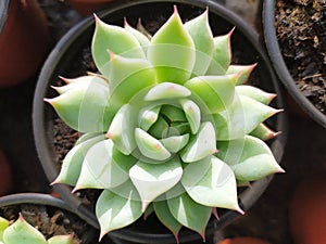 Echeveria elegans cactus in a pot. Mirada cenital una suculenta en su macetas photo