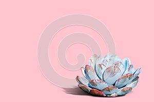 Echeveria elegans, flowers isolated on the pink background