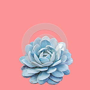 Echeveria elegans, flowers isolated on the pink background