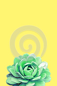 Echeveria elegans, flowers isolated on the yellowbackground