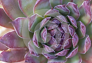 Echeveria elegans. Green nature background. Close-up of a succulent plant.