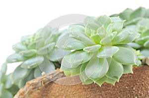 Echeveria Elegans (Hen and Chicks) Plant