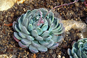 Echeveria elegans, or mexican snow ball in a garden