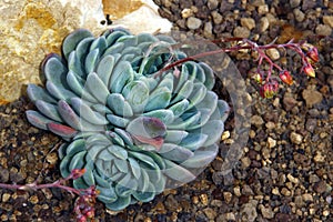 Echeveria elegans, or mexican snow ball in a garden