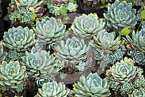 Echeveria elegans, Mexican snowball, alabaster rose