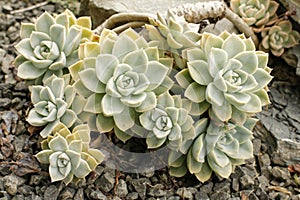 The Echeveria elegans, ornamental cactus