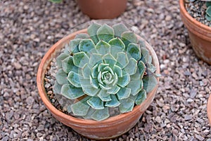 Echeveria Elegans plant