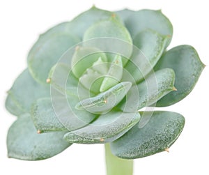 Echeveria Elegans Plant Close-up