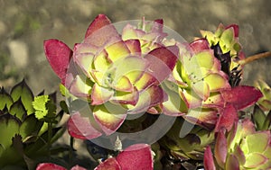 Echeveria Elegans - Succulent