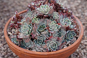 Echeveria elegans Succulent plant in garden