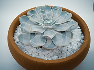 Echeveria em fundo branco