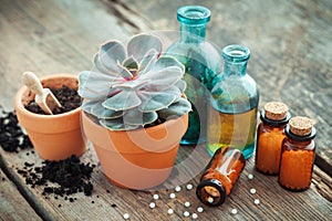 Echeveria in flowerpot and homeopathic remedies for plant.