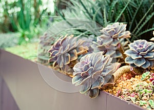 Echeveria flowers in the a bed garden