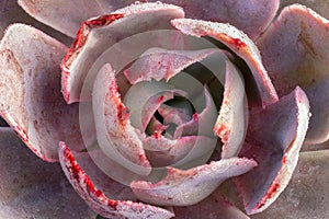 Echeveria Galaxia succulent plant closeup photo