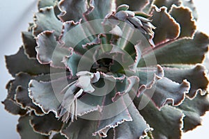 Echeveria Gibbiflora rosette with funny leaves, top view. Exotic hybrid succulent plant, close-up