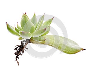 Echeveria grow from leaf, Propagate an Echeveria from Leaf Cuttings, Baby Echeveria plant isolated on white background