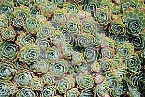 Echeveria imbricata, Wellington Botanic Gardens