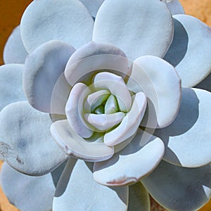 Echeveria laui succulent