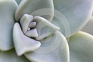 Echeveria Lauii