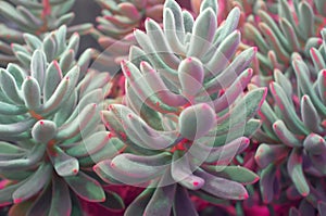 Echeveria leucotricha Chenille Plant. Nature abstract background. Close-up